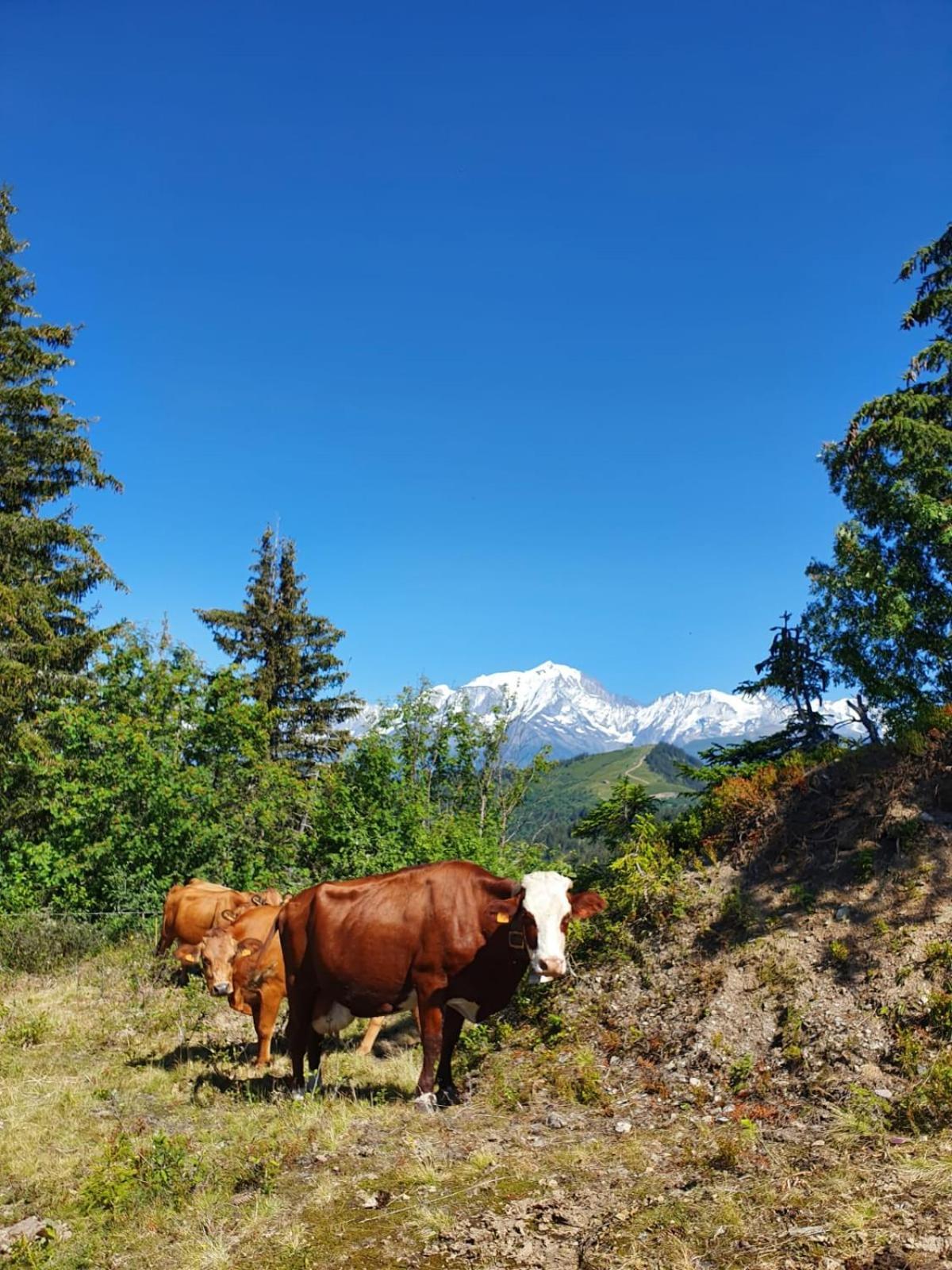 La Duchere 6 Personnes Le Plan La Giettaz Buitenkant foto