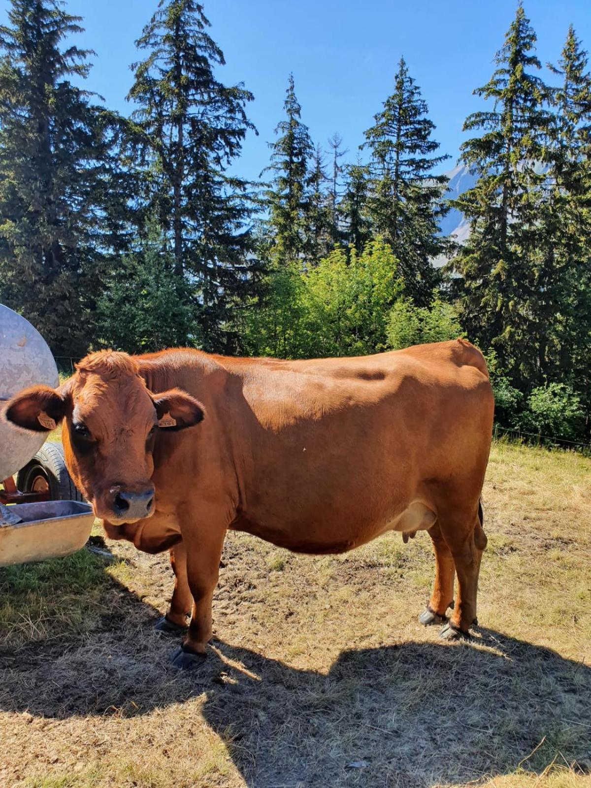 La Duchere 6 Personnes Le Plan La Giettaz Buitenkant foto